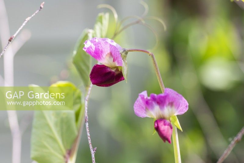 Fleurs de pois 'Purple Podded'
