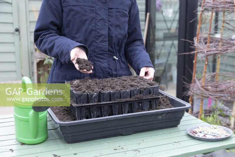 Femme plaçant du compost sur les pois nouvellement semés