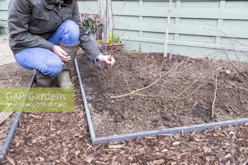 Femme plaçant des bâtons de bouleau le long du compost