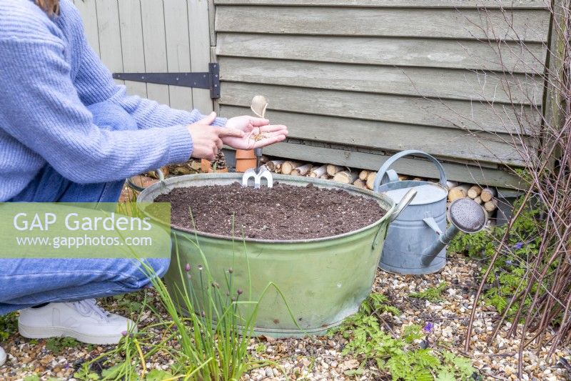 Femme tapotant la main avec des graines pour répartir doucement et uniformément les graines de fleurs sauvages sur le dessus du compost