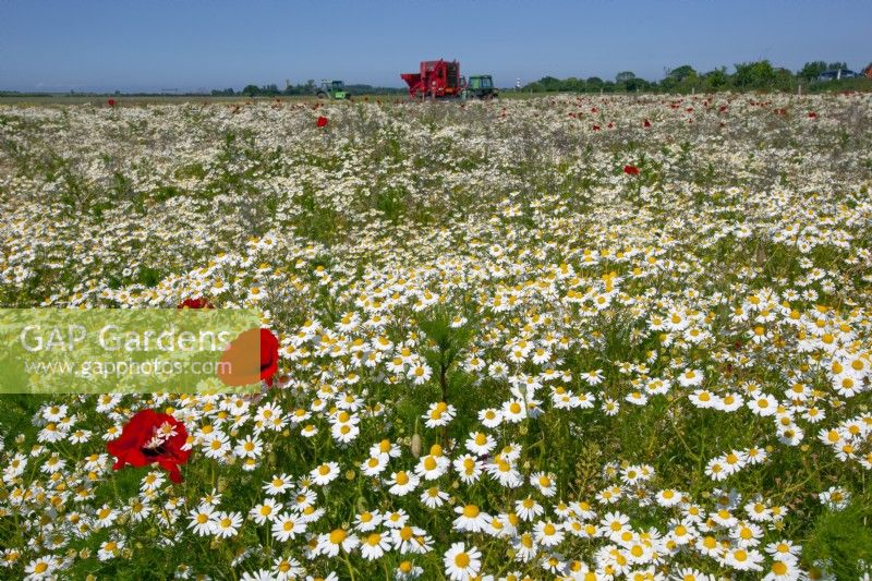 Un champ en jachère avec des mauvaises herbes arables Anthemis arvensis Camomille de maïs et Papaver rhoeas Red Poppy Juillet Été