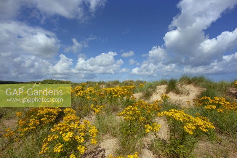 Séneçon commun Jacobaea vulgaris poussant sur les dunes de sable de Holkham Norfolk en août