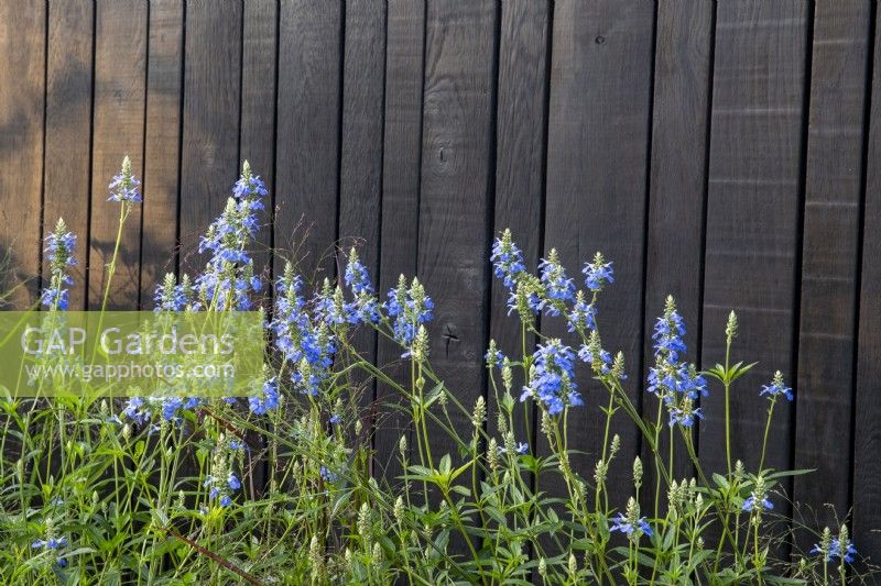 Salvia uliginosa 'Ballon Azul' - Bog Sage contre une clôture en bois