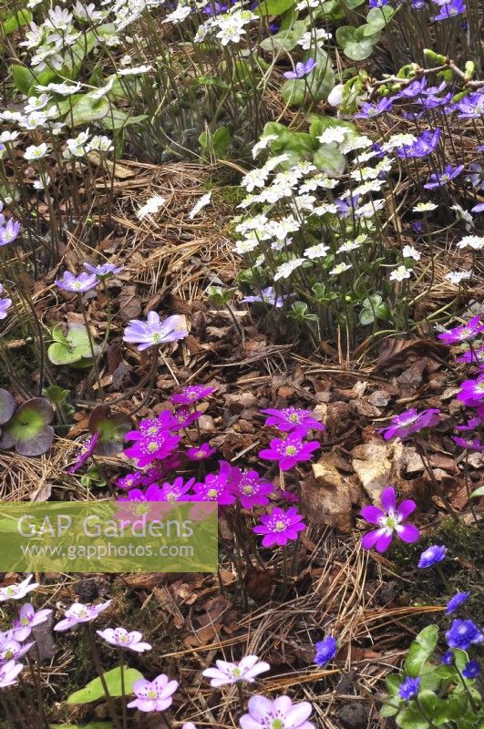 Hepatica nobilis Rosea, Hepatica japonica forma magna sur un parterre de fleurs au début du printemps dans un jardin boisé. Avril