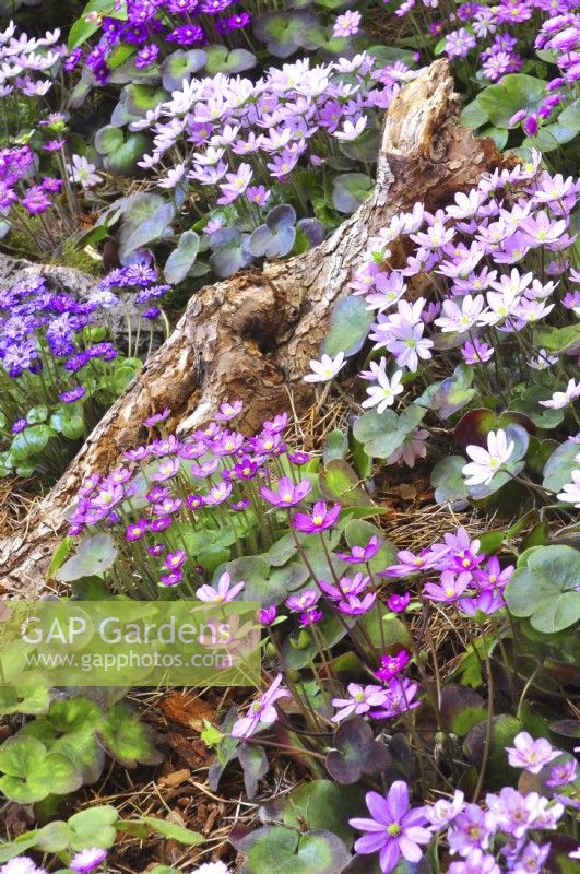 Hepatica japonica forma magna sur un parterre de fleurs au début du printemps dans un jardin boisé. Avril