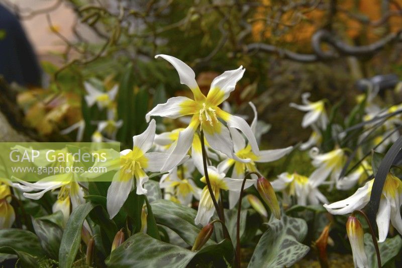 Floraison précoce Erythronium multiscapideum Groupe Cliftonii. Février
