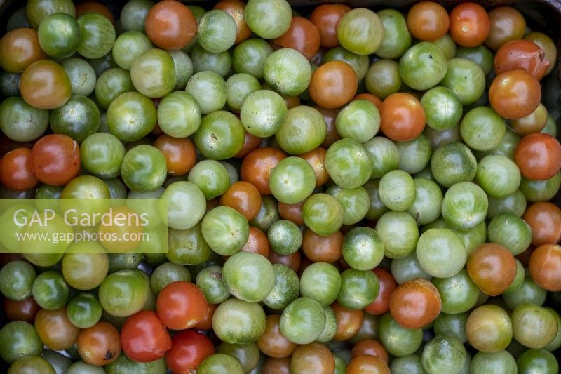 Récolte de jeunes tomates, Solanum lycopersicum, vertes et rouges, automne