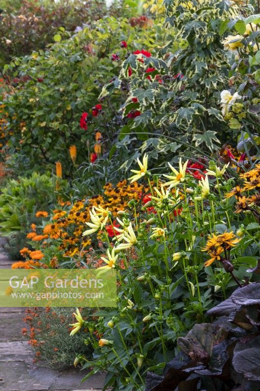 Dahlia 'Honka', Ligularia 'Britt Marie Crawford' et Helenium 'Wyndley' dans le parterre de fleurs chaud du jardin de Bourton House, Gloucestershire.
