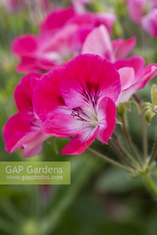 Le pélargonium 'Pink Hindoo', pélargonium décoratif, porte des fleurs rose vif avec des stries plus foncées et une gorge blanche.