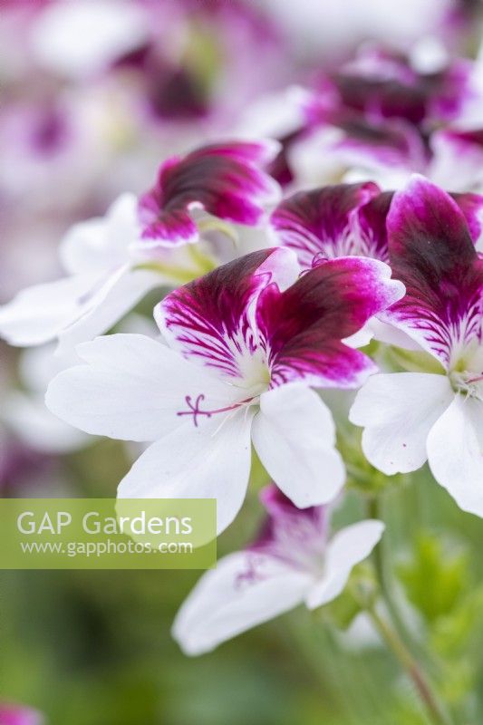 Le Pélargonium 'Australian Mystery', pélargonium décoratif, porte des fleurs bicolores violet et blanc aux pétales dentés.