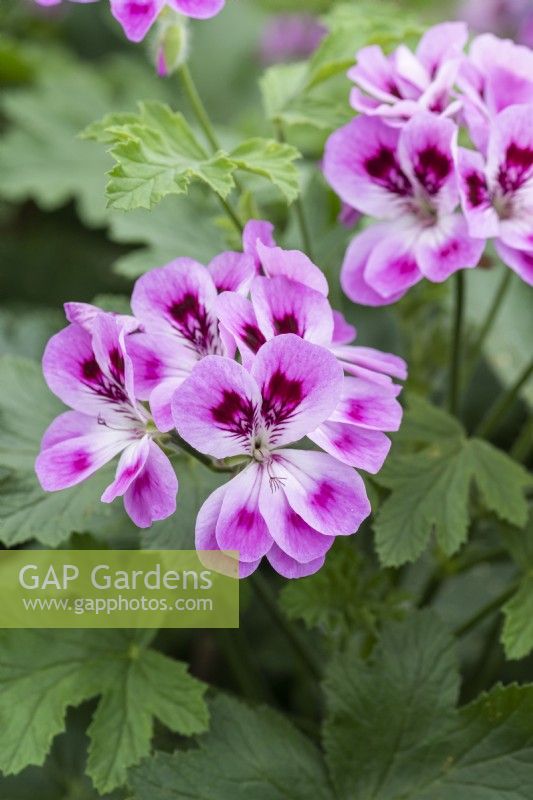 Pélargonium 'Orsett', un pélargonium à feuilles parfumées avec des grappes de fleurs mauves aux taches plus foncées et un feuillage à l'arôme poivré d'agrumes.