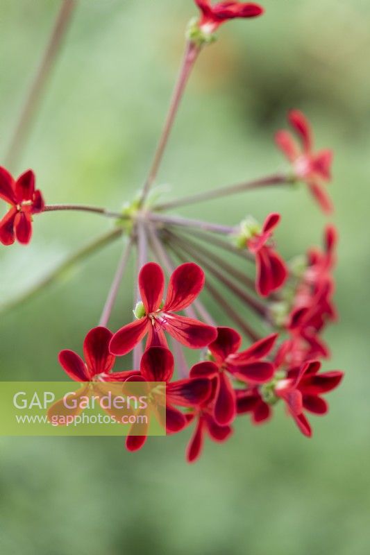 Pélargonium 'Ardens', une espèce de pélargonium hybride à petites fleurs rouge sang et noires tenues sur de longues tiges.