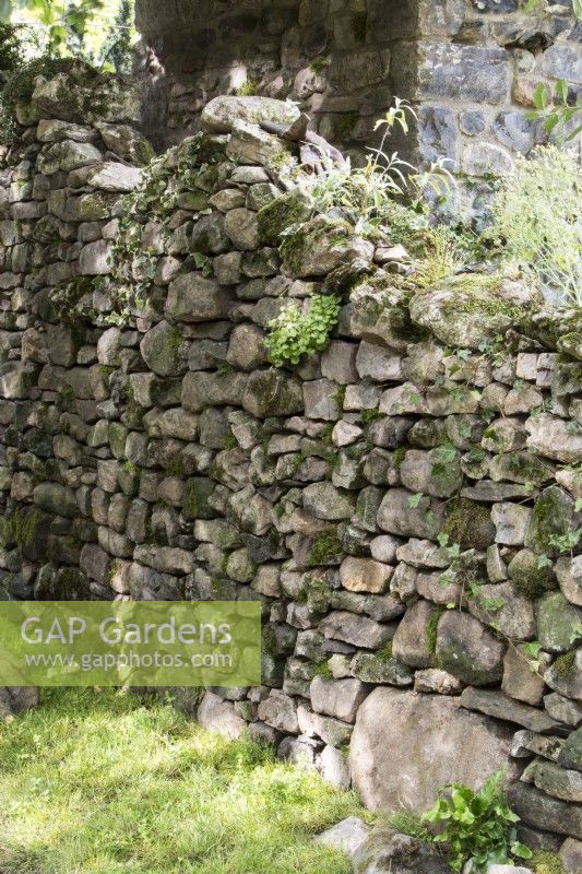 Un mur de jardin en pierre sèche moussu avec Cymbalaria muralison et du lierre qui en sortent