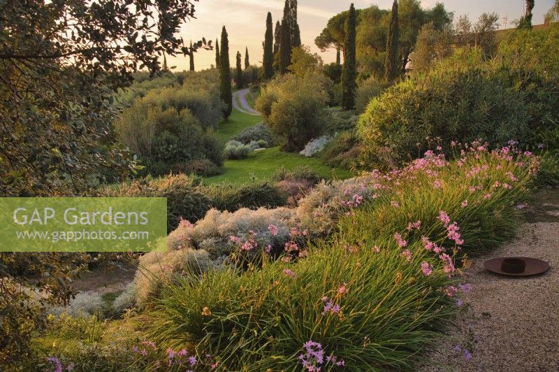 Vue d'ensemble du jardin botanique sec méditerranéen avec plantation massive de plantes, d'arbustes et d'arbres tolérants à la sécheresse, y compris le Tulbaghia Tipi 'Dark Star' à fleurs roses au premier plan.