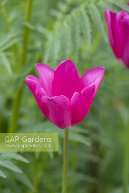 Tulipa 'Don Quichotte', une tulipe Triumph aux fleurs rose vif qui apparaissent tard dans la saison.