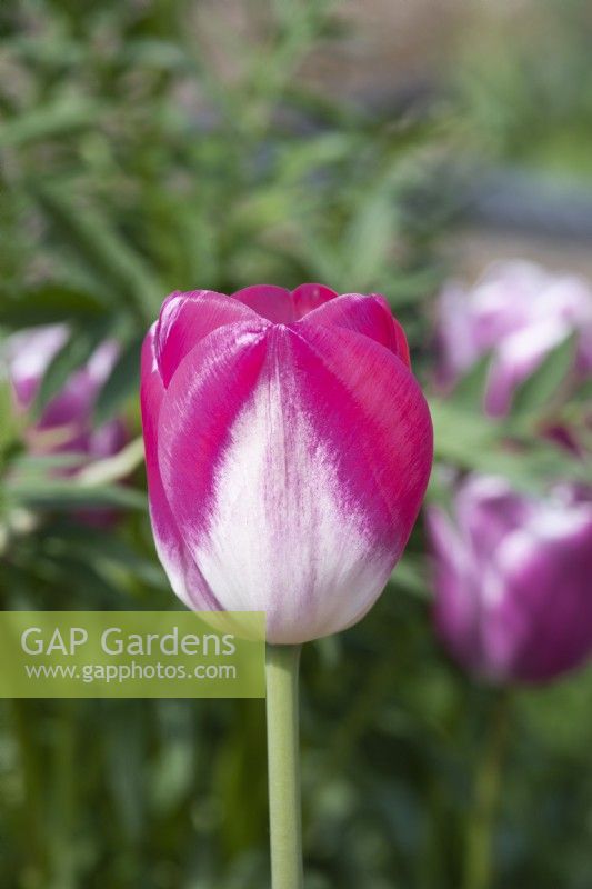 Tulipa 'Shiun', une tulipe Triumph au corps crémeux et aux pétales bordés de rose.