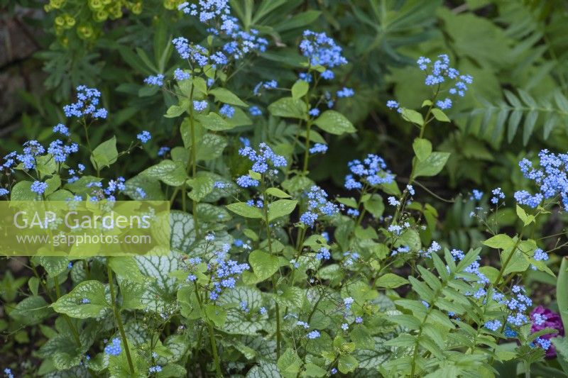 Brunnera macrophylla 'Jack Frost', vipérine de Sibérie, plante vivace rhizomateuse aux feuilles argentées et aux fleurs bleues myosotis au printemps.