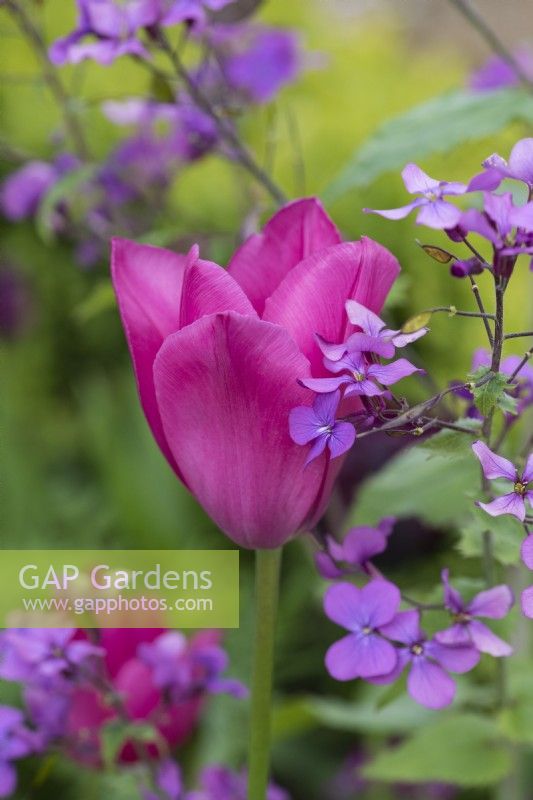 Un mélange de honnêteté rose et violet avec la Tulipa 'Don Quichotte', une tulipe Triumph aux fleurs rose vif qui apparaissent tard dans la saison.