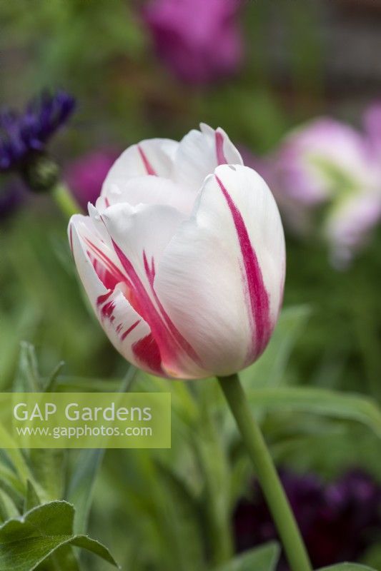 La Tulipa 'Sorbet' est une grande tulipe aux fleurs ivoire aux plumes de rouge carmin.