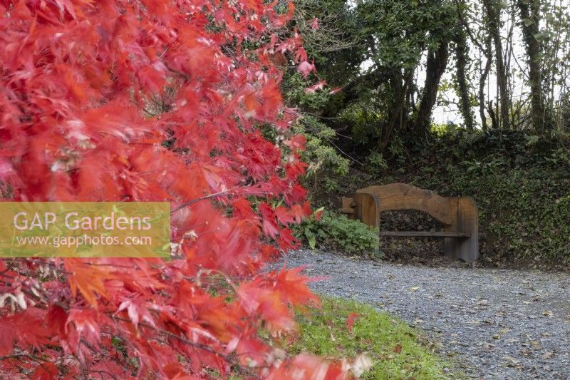 Un Acer palmatum aux feuilles d'automne rouge vif se trouve à gauche tandis qu'un banc en bois se trouve à l'arrière-plan avec un large chemin de gravier qui y mène. Un talus avec des arbres se trouve derrière le banc. La maison du jardin, Yelverton. Automne, novembre