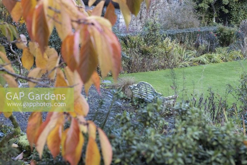 Vue sur un banc couvert de lichens sur la terrasse de Bowling Green, avec le feuillage d'automne de Prunus Taihaku au premier plan. Fermer. La maison du jardin, Yelverton. Automne, novembre