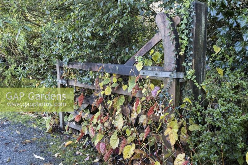 Un portail en bois, ouvert contre une haie, est traversé par un Begonia grandis evansiana, au feuillage et aux couleurs automnales. La maison du jardin, Yelverton. Automne, novembre