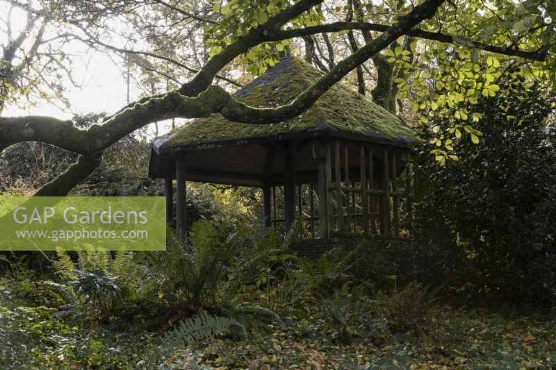 Une maison d'été en bois recouverte de mousse, située dans un jardin arboré avec des fougères au premier plan. La maison du jardin, Yelverton. Automne, novembre