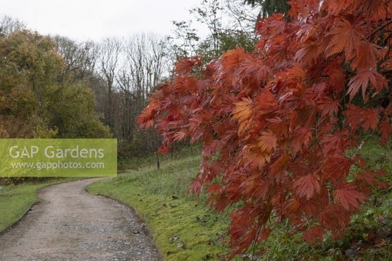 Un chemin de gravier incurvé mène à un arboretum avec Acer palmatum Ariadne aux feuilles rouges sur la droite. La maison du jardin, Yelverton. Automne, novembre