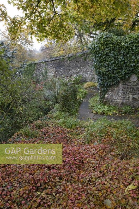Une bande de géranium Phaeum Maragret Wilson, avec un haut mur de pierre avec du lierre en arrière-plan et un arbre au feuillage d'automne. Novembre. Automne. La maison du jardin, Yelverton.