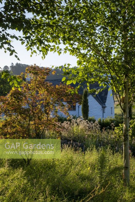 Vieille maison en pierre galloise, vue à travers de jeunes plantations forestières, avec bouleau argenté et érable