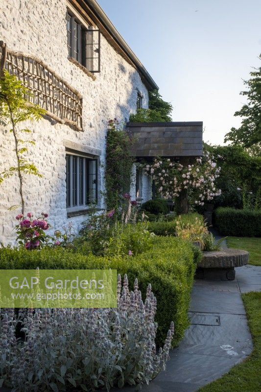 Ancienne maison en pierre galloise avec porche carrelé, rosa 'New Dawn' grimpant et plantation de style cottage avec un parterre de haie formel