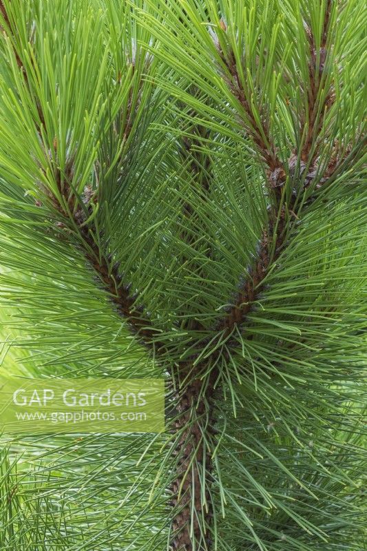 Pinus resinosa 'Morel' - Pin rouge en été.