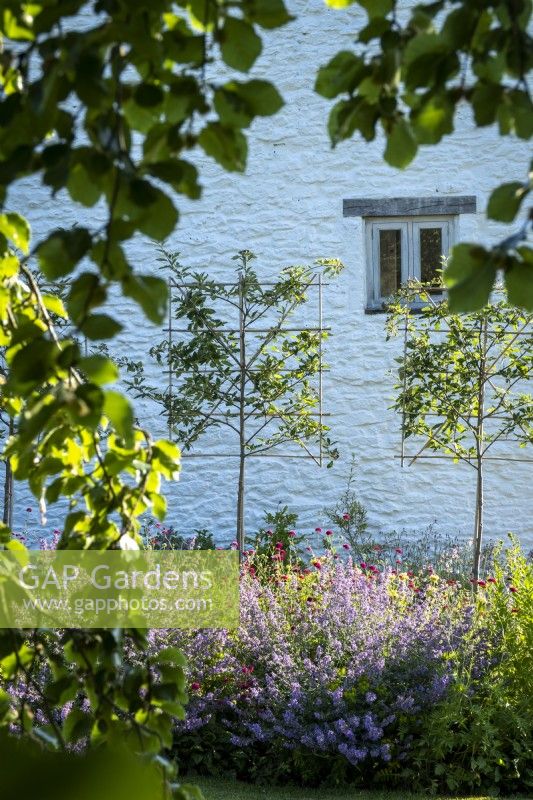 Arbres à poutres blanches plissés formés dans des parterres de fleurs de style jardin de cottage