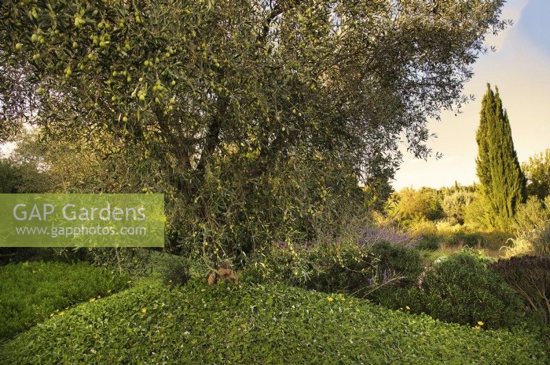 Jardin méditerranéen avec vieil olivier, Olea Europaea.Couvre-sol : Arctotheca calendula, Arctotheca prostrata.Italie, Maremme toscane, OrbetelloAutomne, octobre