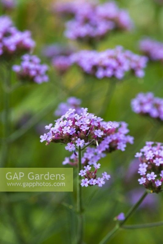 Verbena bonariensis, une plante vivace élancée et auto-ensemencée avec des fleurs violettes lumineuses de mai à l'hiver.