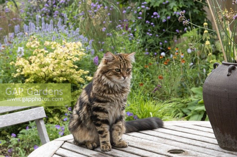 Un chat appelé Roméo est assis sur la table à manger sur fond de parterres de fleurs d'été.