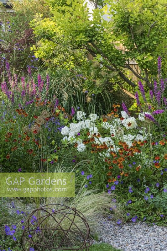 Une combinaison de plantation informelle de géranium « Azure Rush », Helenium « Moerheim Beauty », Lythrum salicaria « Fire Candle », Verbena bonariensis et Hydrangea paniculata « Grandiflora' ».