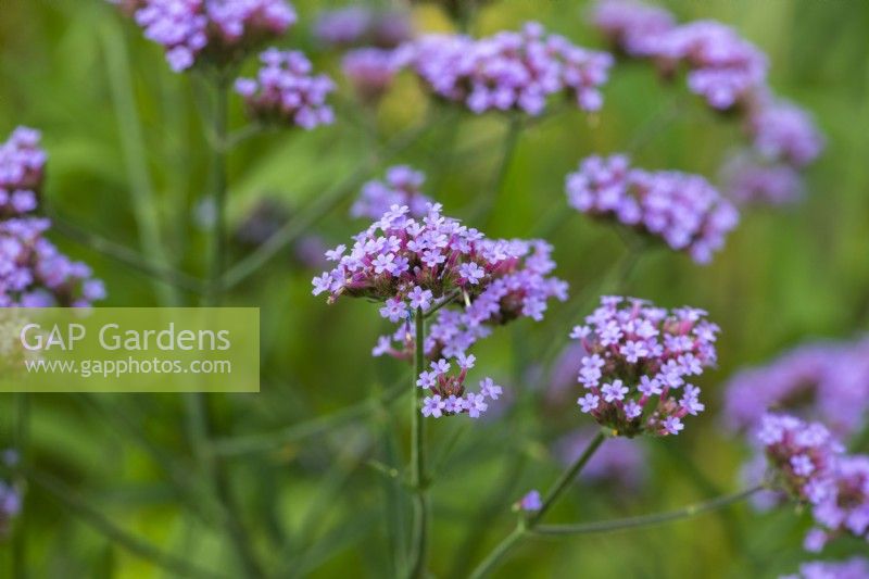 Verbena bonariensis, une plante vivace élancée et auto-ensemencée avec des fleurs violettes lumineuses de mai à l'hiver.