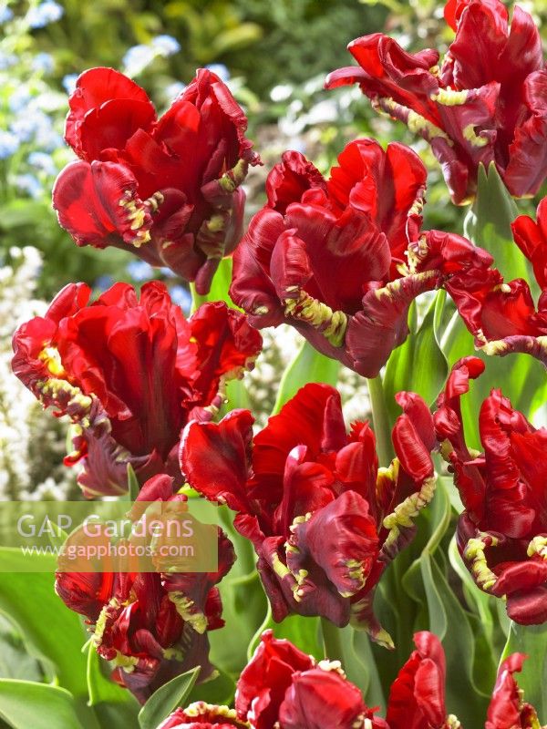 Tulipa Parrot Seadov, printemps avril
