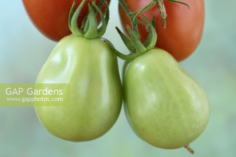 Solanum lycopersicum 'Roma VF' Tomates italiennes Fruits verts non mûrs Syn. Lycopersicon esculentum août