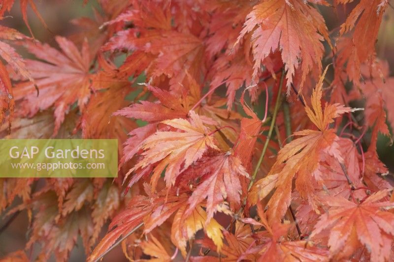 Acer palmatum, Ariane. Gros plan des feuilles d'automne. Automne, novembre