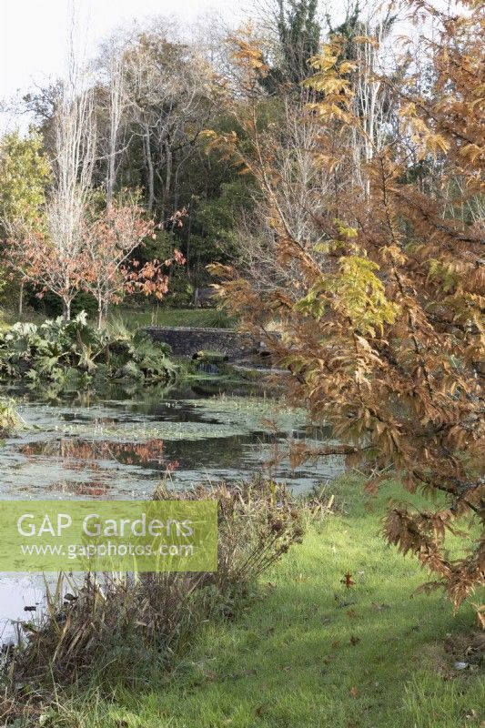 Feuillage d'automne de Metasequioa glyptostroboides Gold Rush à droite, avec un lac à gauche. La maison du jardin, Yelverton. Automne, novembre