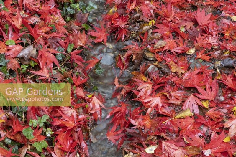 Les feuilles rouges de l'acer palmatum couvrent le sol tandis qu'un petit ruisseau coule à travers les feuilles. Fermer. Automne, novembre