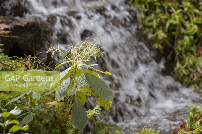Impatiens parviflora, Small Balsam, pousse à côté d'une cascade. Automne, novembre