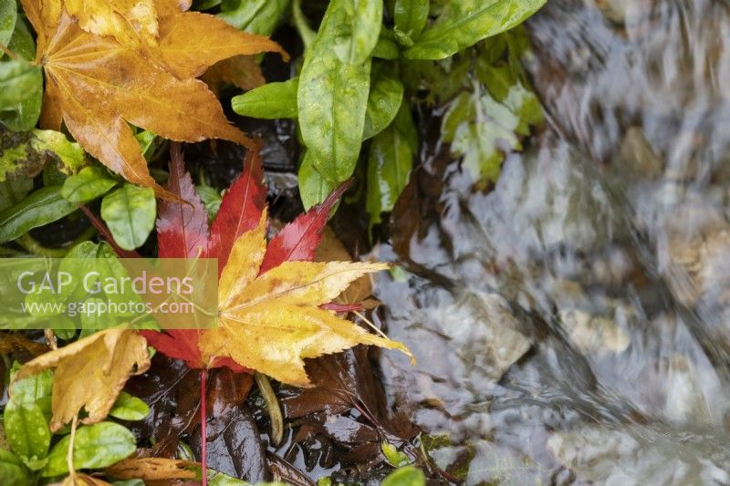 Les feuilles d'Acer palmatum aux couleurs vives et contrastées en rouge et jaune couvrent le sol tandis qu'un petit ruisseau coule à travers les feuilles. Fermer. Automne, novembre