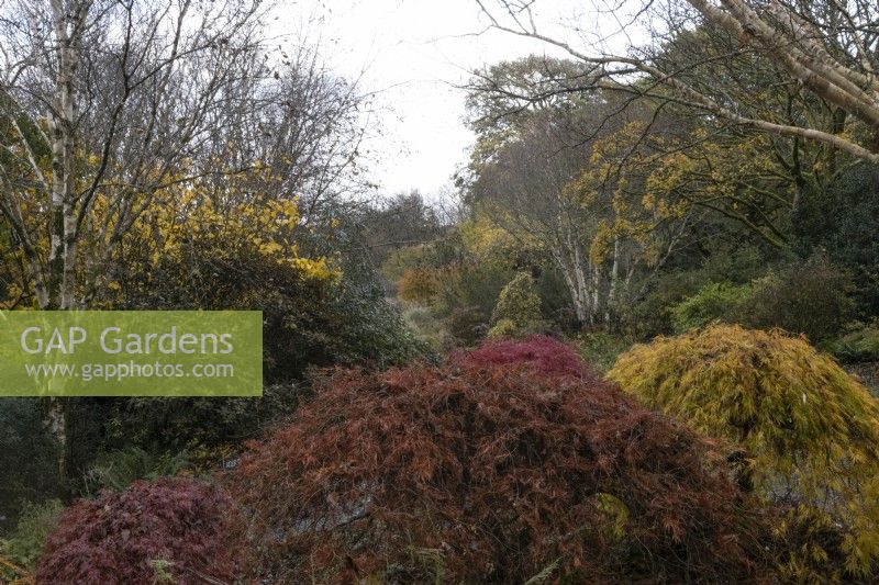 Une vue sur une clairière avec une variété de feuillage et de couleurs d'automne. La maison du jardin, Yelverton. Automne, novembre