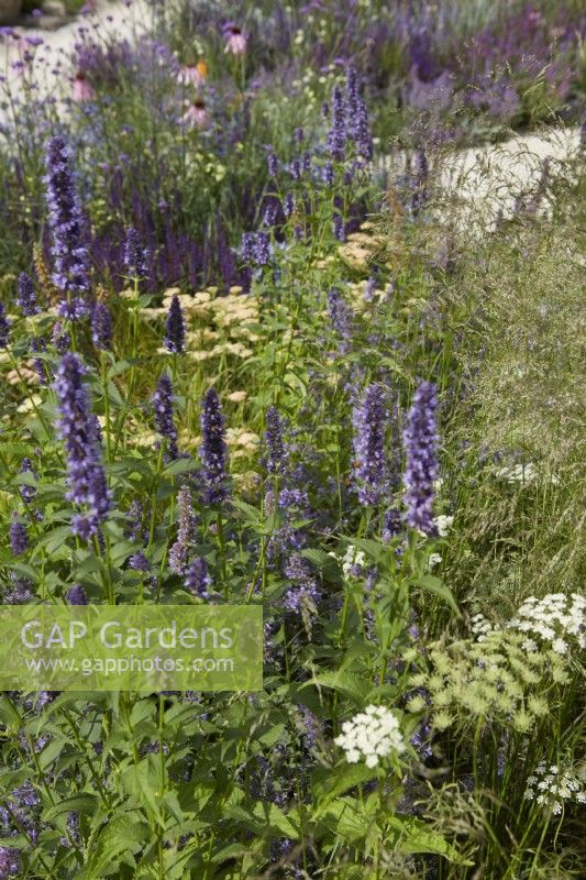 Créatrice : Carol Klein. RHS Hampton court Palace Garden Festival 2023. Parterre de fleurs d'été avec Agastache 'Black Adder' et Cenolophium denudatum - persil baltique - été.