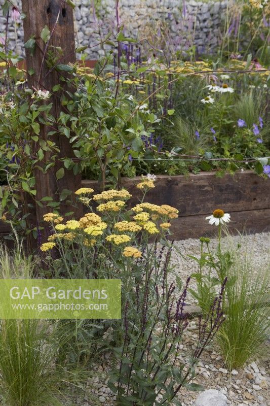 Nourrir la nature en ville. Créateurs : Caroline et Peter Clayton. Echinacea 'White Swan', Achillea millefolium 'Terracotta' et Salvia 'Amistad' dans un jardin de gravier sec. Été.