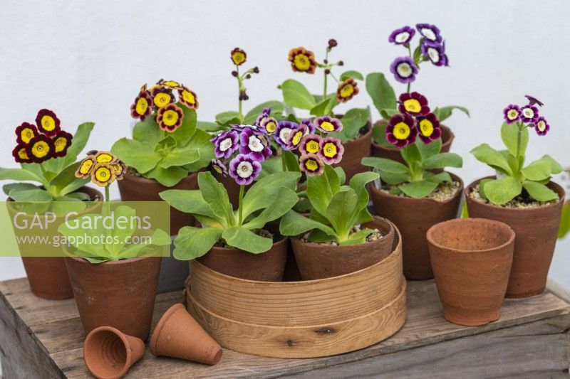 Primula auricula 'Lisa' avec 'TA Hadfield' dans un vieux tamis à fleurs en bois