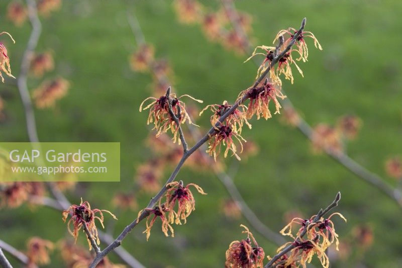 Hamamélis x intermedia 'Robert', hamamélis, petit arbre à feuilles caduques aux fleurs araignées flamboyantes très parfumées en hiver.